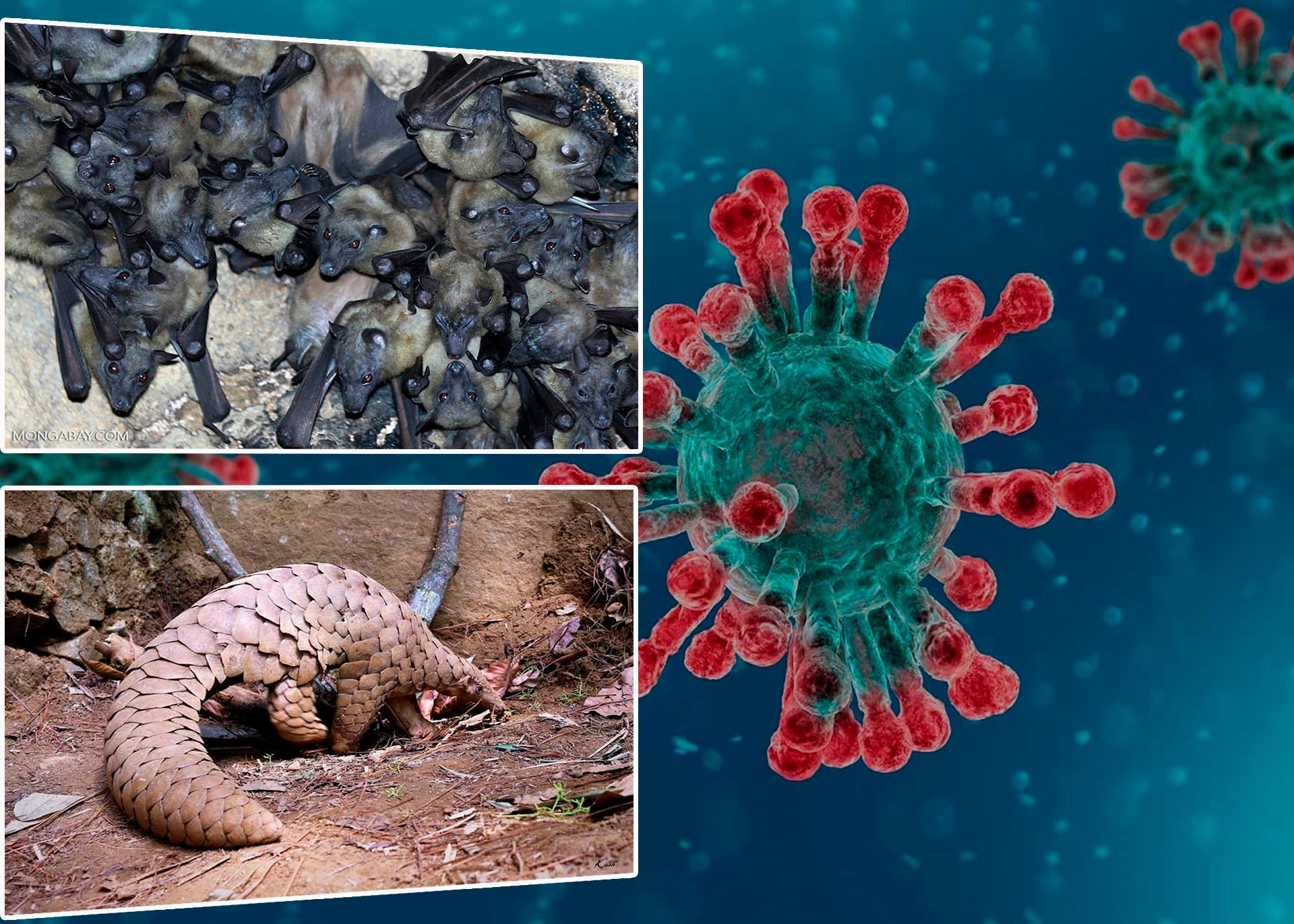 Los animales y el coronavirus: mitos y realidades