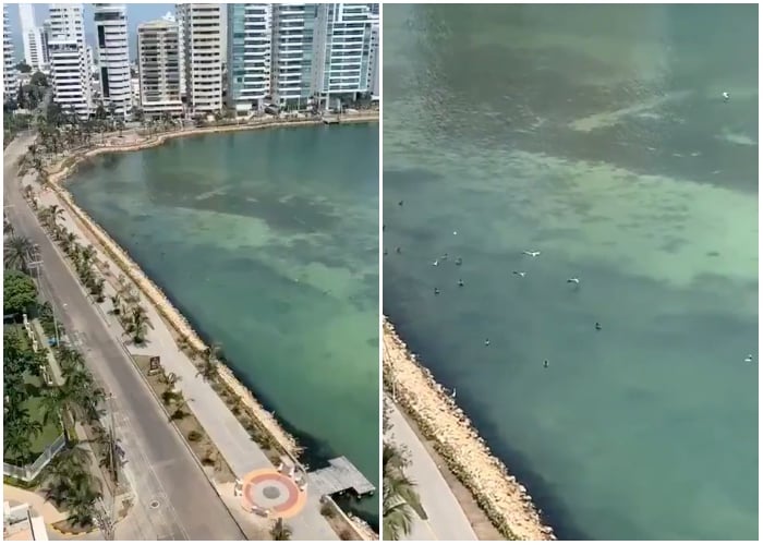 El agua cristalina de Cartagena en época de Coronavirus [VIDEO]