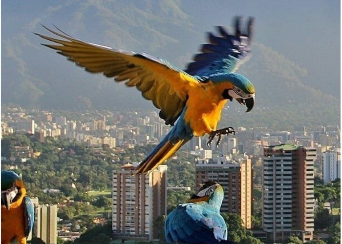 Las guacamayas aún vuelan en Caracas