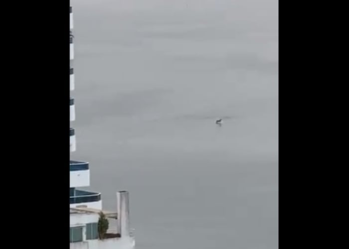 VIDEO: Delfines en la Bahía de Cartagena luego del toque de queda