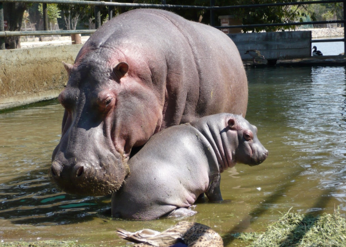 Sobre la matanza de los hipopótamos de Pablo Escobar