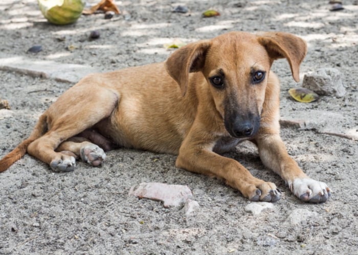 Amores perros: almas sin hogar que terminan envenenadas