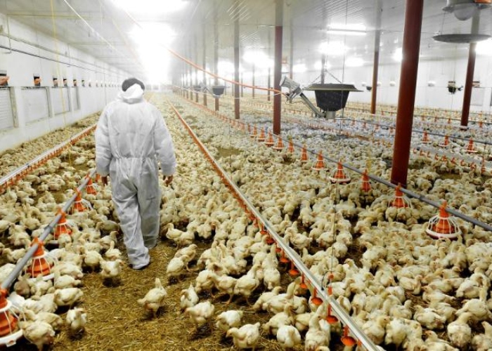 ¿Llegó la hora se subsidiar la producción de alimento?