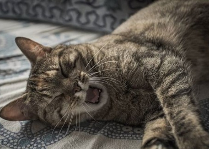 Las mascotas, otros héroes sin capa en la cuarentena