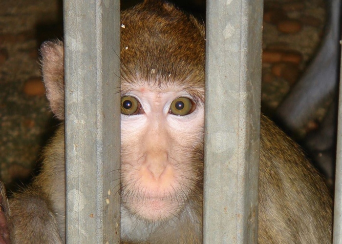 Lo cruel y contraproducente de probar la vacuna del COVID-19 en animales