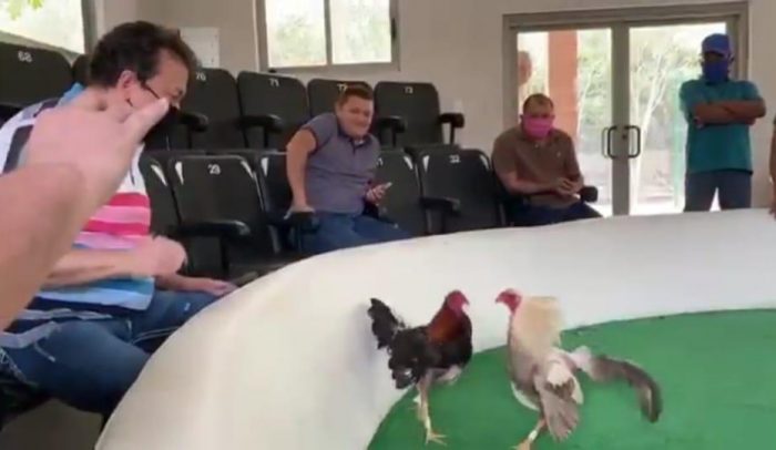  - Senador en plena pelea de gallos duarante la cuarentena