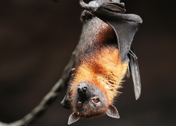 Un murciélago en mi alcoba