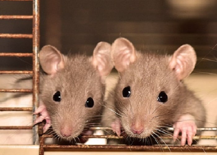 ¿Y estas ratas de alcantarilla qué?