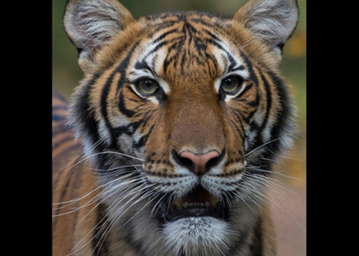El tigre del zoológico de Nueva York que dio positivo para Coronavirus