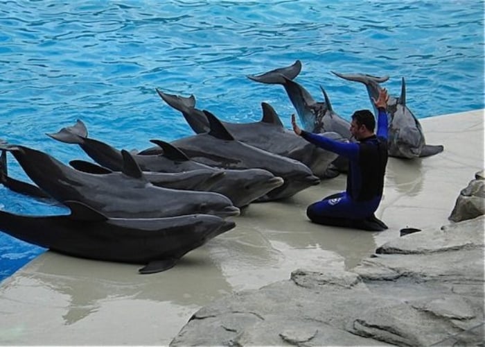 ¿A qué se atienen los delfines en cautiverio?