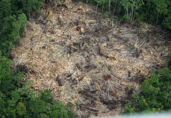 Seis claves para entender la deforestación en Colombia