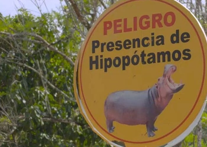¿Qué hay que hacer con los hipopótamos en Colombia?