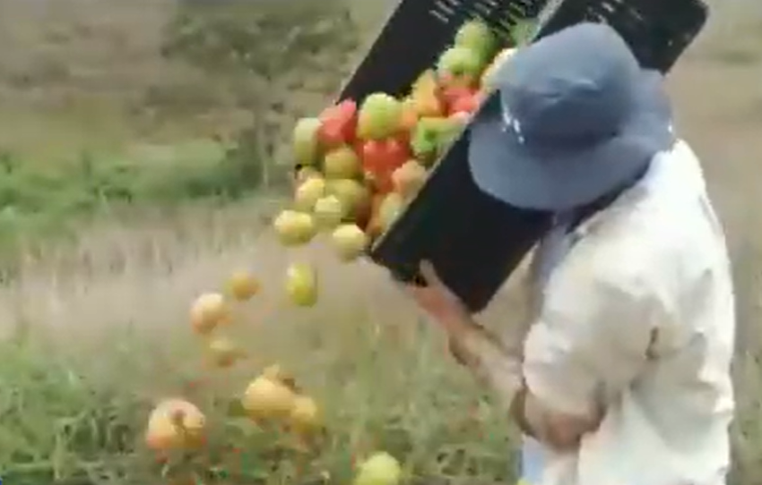 Campesinos botan alimentos porque Duque no les compró la cosecha