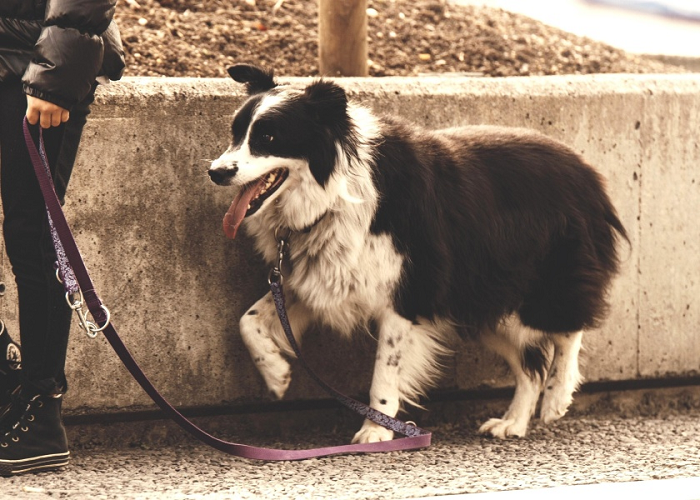 Ahora nosotros los sacamos a pasear