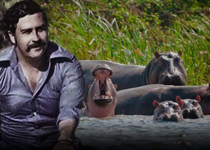 El brutal ataque de uno de los hipopotamos de Pablo Escobar a un campesino en Antioquia