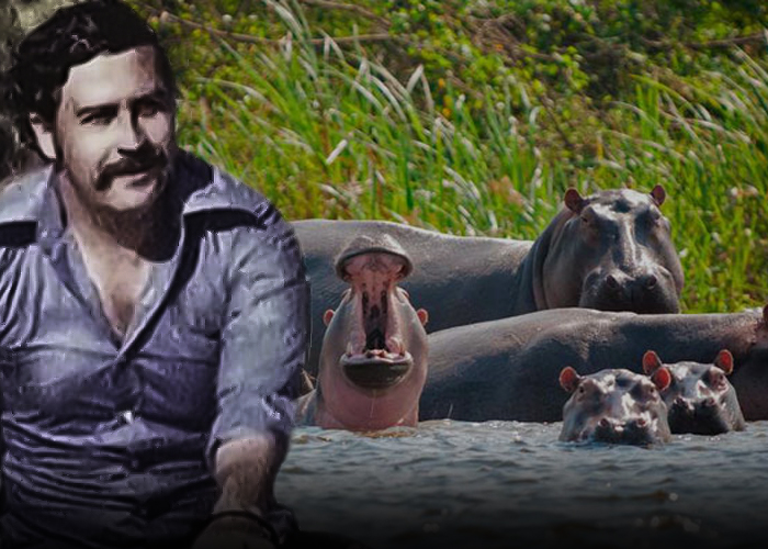 El brutal ataque de uno de los hipopotamos de Pablo Escobar a un campesino en Antioquia