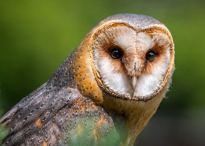 De búhos, lechuzas y el apego al miedo