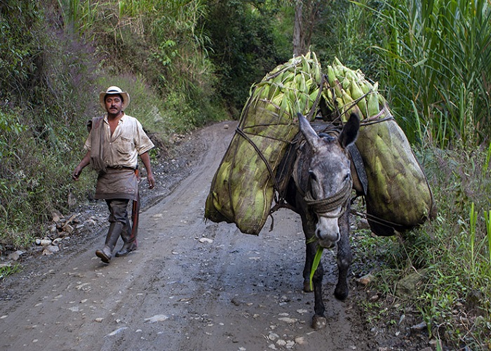 Panorámica de la actual crisis en la Colombia profunda