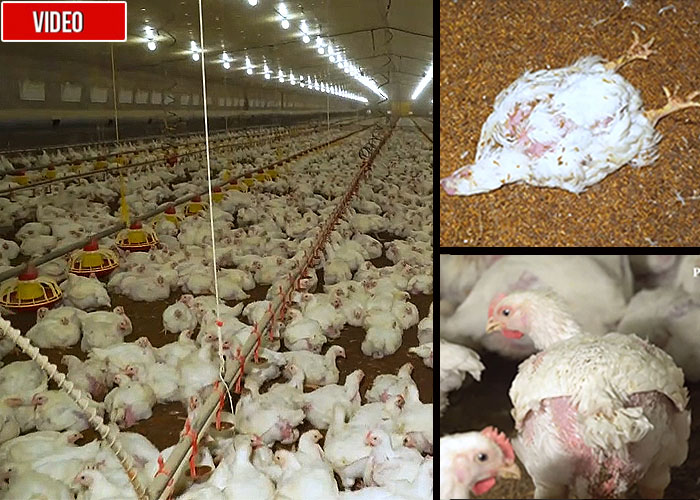 Pollos vueltos una fábrica de carne para vender por kilos