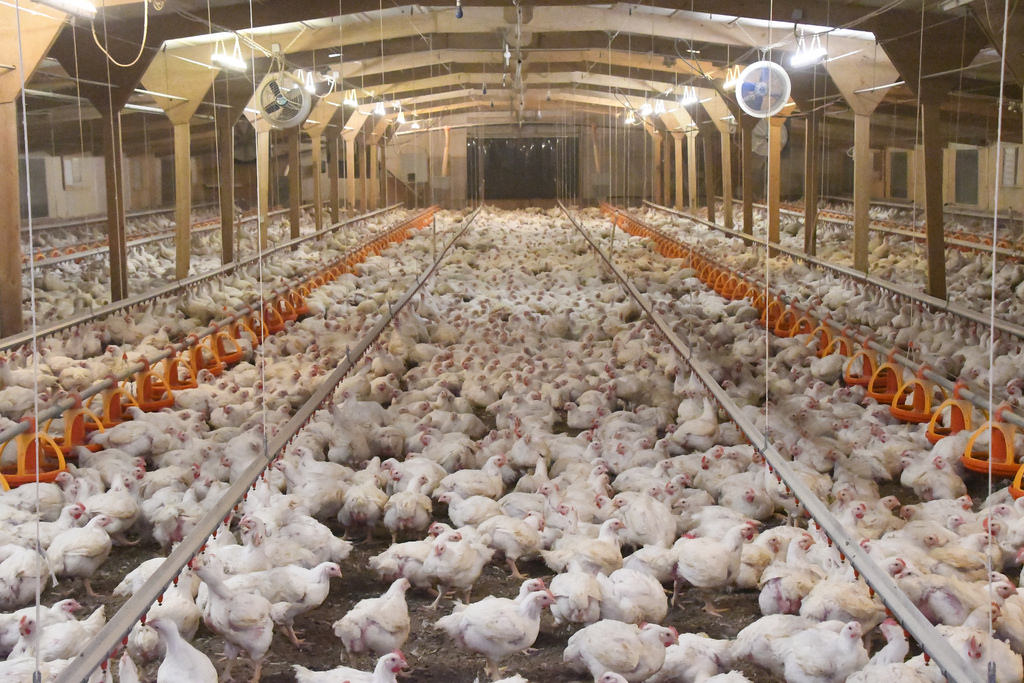 Los pollos que comemos, el maltrato animal que desconocemos