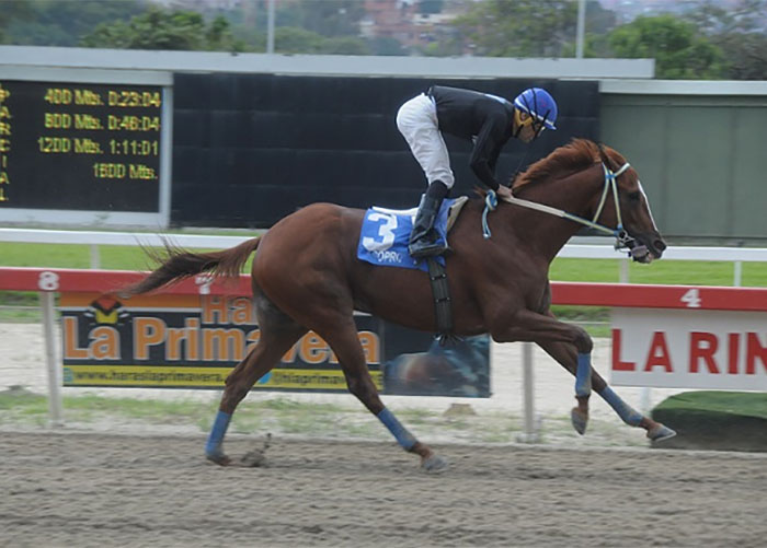 Se robaron, descuartizaron y se comieron al caballo de carreras más famoso de Venezuela