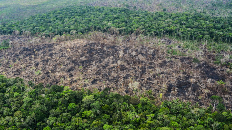 ¿Y los derechos de la Amazonia?