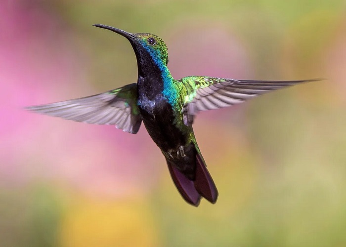La subjetividad del colibrí