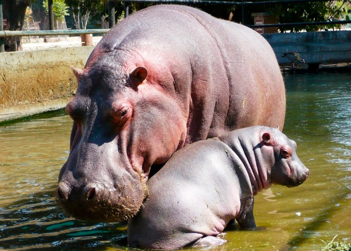 Hipopótamos, una especie exótica con potencial invasivo