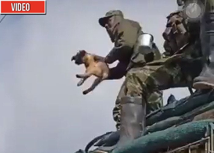 Militares colombianos matan a un perrito para divertirse. VIDEO