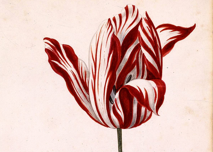Lecciones de la tulipomanía