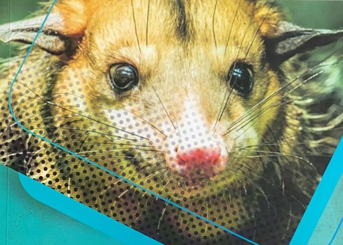 Una guía para conocer las diferentes especies de zarigüeyas que habitan en Colombia