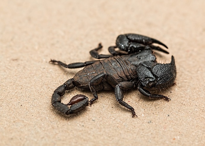 La profecía del escorpión