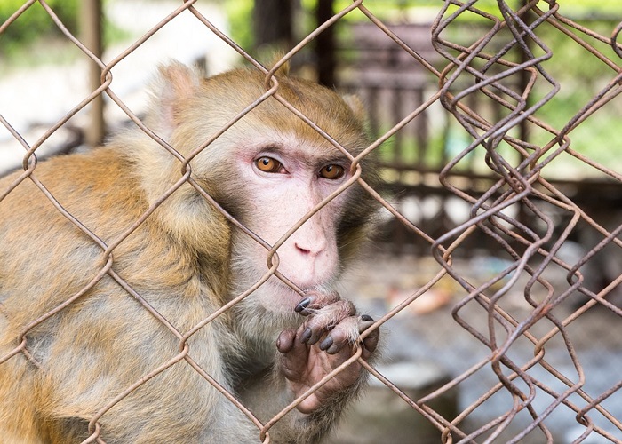 Frívola ciencia: el problema de usar animales en experimentos