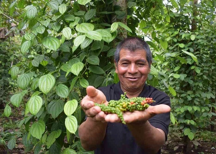 Con sabor a paz, así es la pimienta del Putumayo