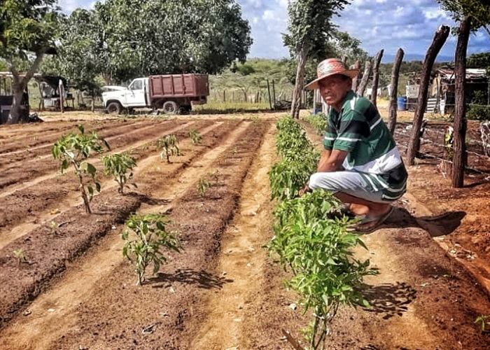 El capitán del cultivo