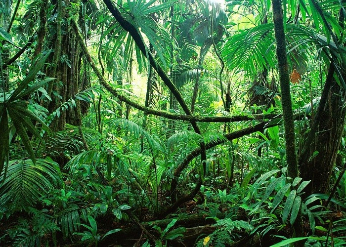 Más que un país, Colombia parece una jungla