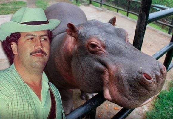 El hipopótamo de Pablo Escobar que resucitó el zoológico Santa Cruz