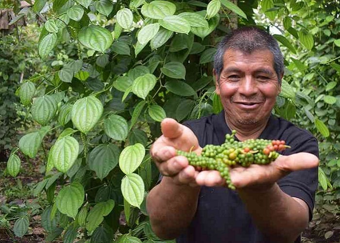 Pimenteros restituidos del Putumayo se toman el mercado nacional