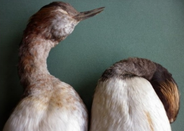 Estamos exterminando el planeta: esto es el Antropoceno