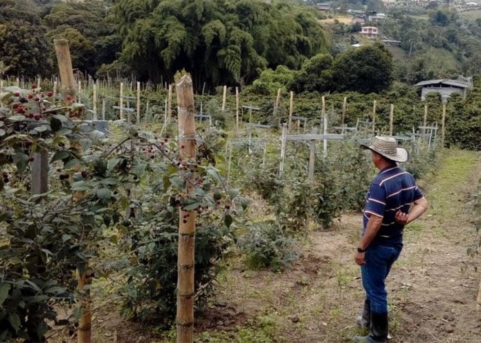 Los bancos y el despojo de tierras