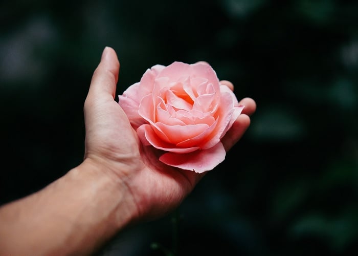 Alguien desordena estas rosas