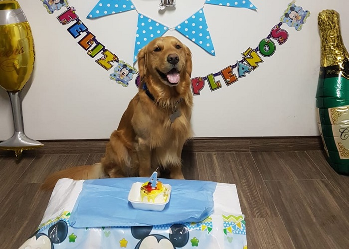 Simón fue robado: su familia lo busca