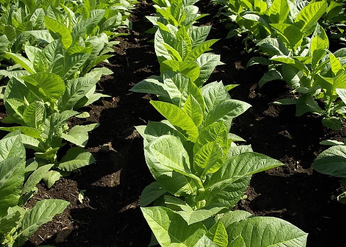 Tabaco, otro cadáver de la agricultura nacional