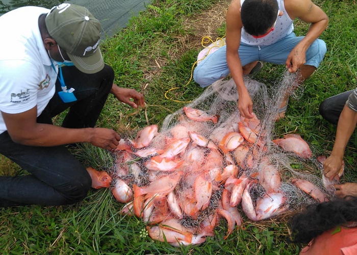 Dejaron las armas para cultivar tilapia roja