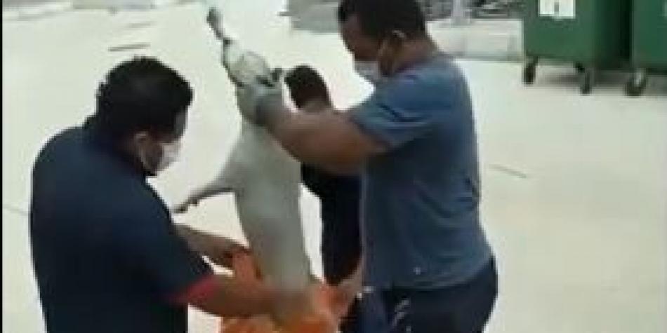 ¡Malditos!: En el Sena están ahogando perros hasta matarlos