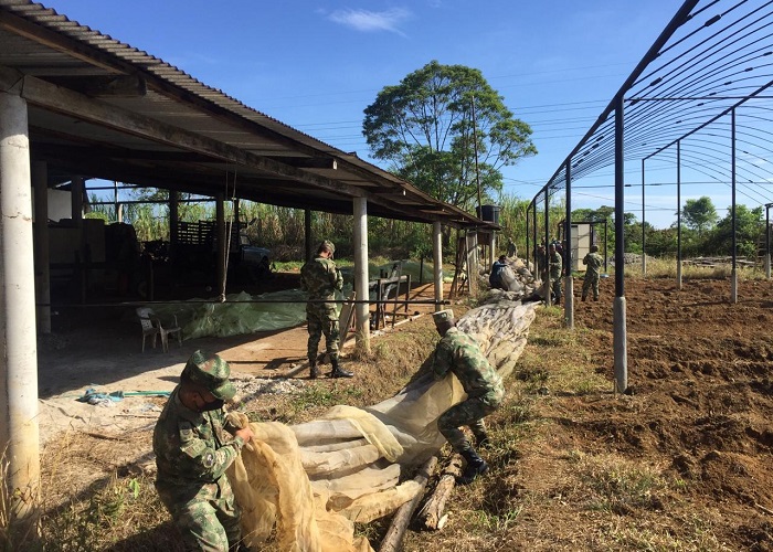 Donde ayer se sembraban matas de coca en Putumayo, hoy se cultivan tomates