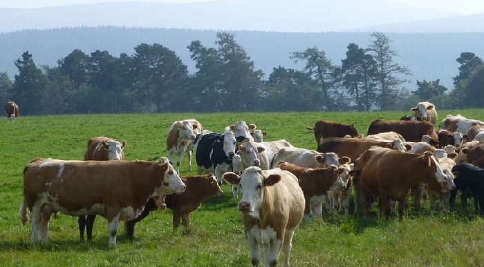  - ¡La ganadería extensiva en Colombia es muy capitalista!