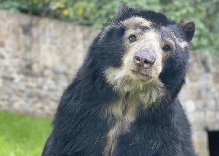 El oso de anteojos más longevo de Colombia se encuentra en el Zoológico Santacruz