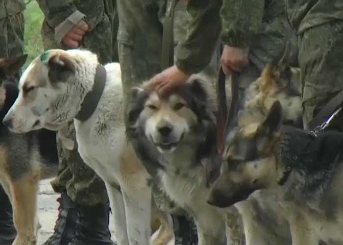 ¡Los héroes de Colombia lo vuelven a hacer!: militar desmiembra perro y se lo come