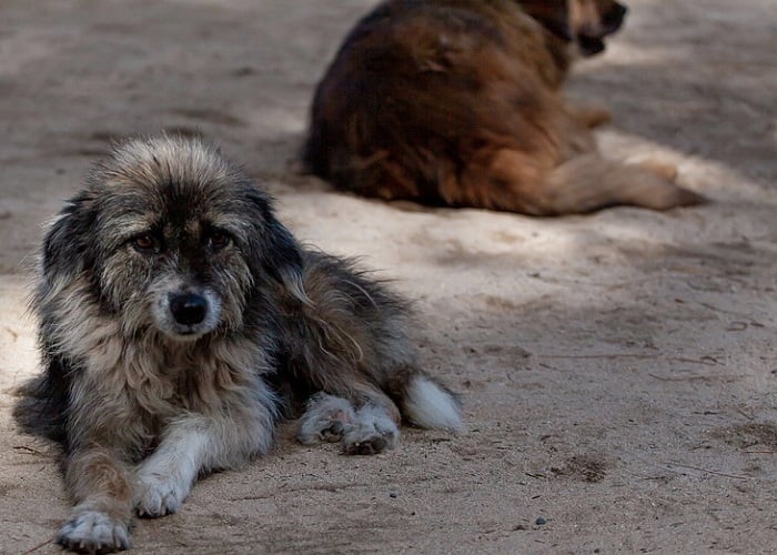 ¿Qué contiene la nueva ley de protección a los animales abandonados?